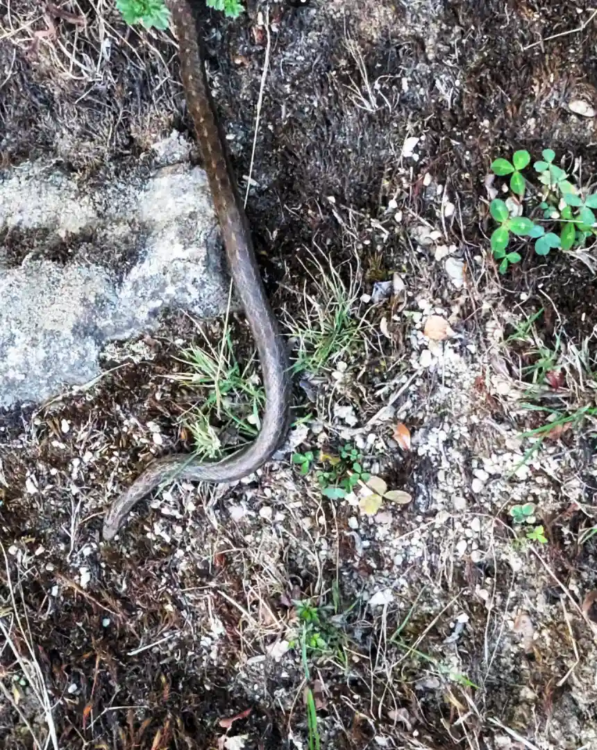 are there snake on the inca trail